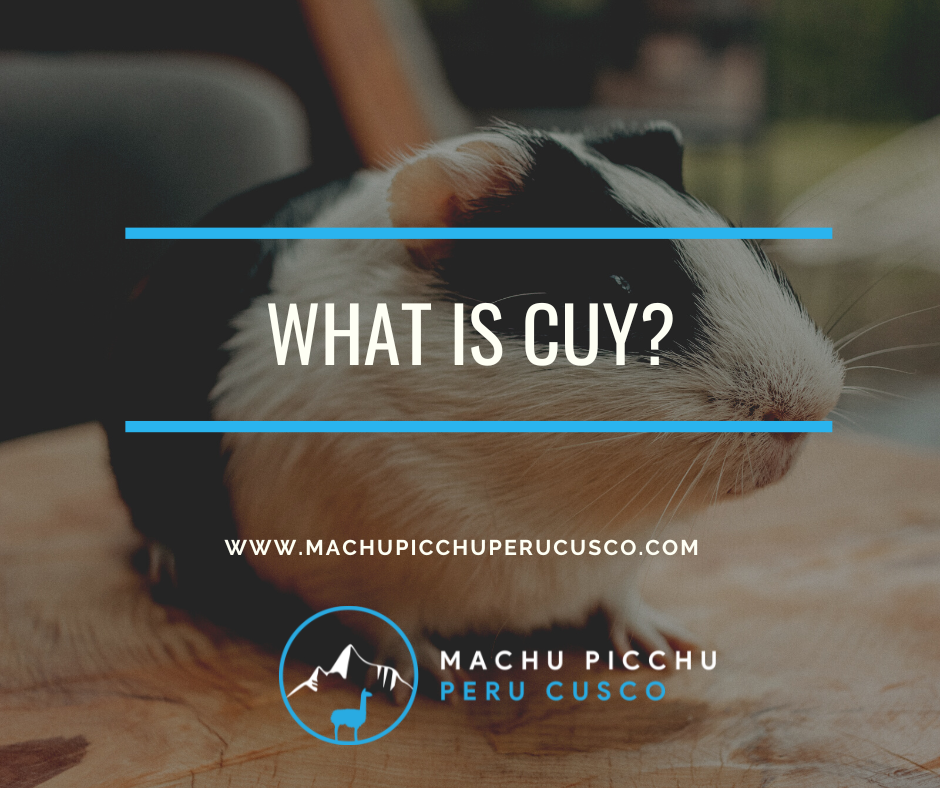 What is Cuy?